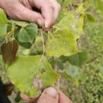 Vestern SRF Poplar leaf damage