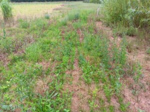 Weeds in SFI mix, Headley Hall, July 2024
