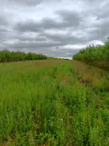 Weeds in SFI mix, Headley Hall, July 2024