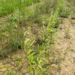 0.5ha SRC Willow at Cockle Park Farm, July 2024