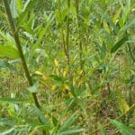 0.5ha SRC Willow at Cockle Park Farm, July 2024