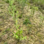 0.5ha SRC Willow at Cockle Park Farm, July 2024