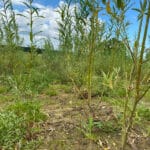 0.5ha SRC Willow at Cockle Park Farm, July 2024