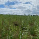 0.5ha SRC Willow at Cockle Park Farm, July 2024