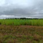 The willow variety trial at Headley Hall, July 2024