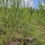 Willow at Chesham showing willow rods, shooting well
