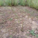 Willow variety trial