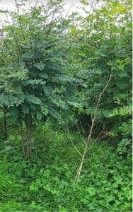 A few dead trees at Hillsborough, Sept. 2024