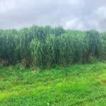 Miscanthus at Aberystwyth, Sept. 2024