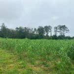 Miscanthus at Aberystwyth, Sept. 2024