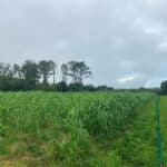Miscanthus at Aberystwyth, Sept. 2024