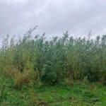 Willow at Aberystwyth, Sept. 2024