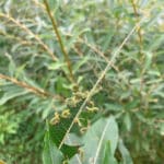 Caterpillar damage