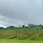 Willow at Aberystwyth, Sept. 2024