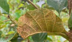 Significant Rust has been observed on the Alder.