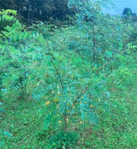 Early signs of senescence on black locust at Aberystwyth, Sept. 2024