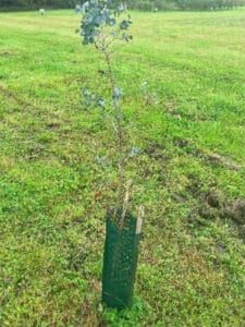 Wind damage to some of the SRF Eucalyptus trees