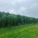 Miscanthus at Aberystwyth, Sept. 2024