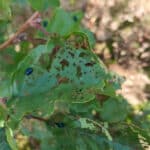 Alder Beetles 30-9-24 at Headley Hall