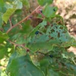 Alder Beetles 30-9-24 at Headley Hall