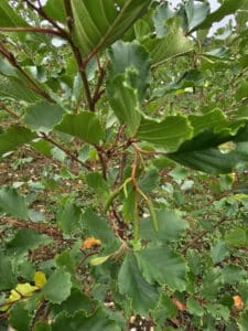 Photo of young catkins growing