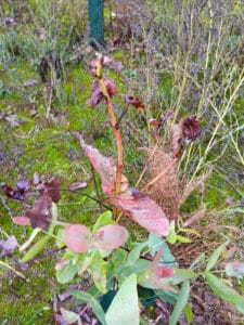 Eucalyptus damage 30-9-24