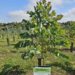 Eucalyptus at Chesham, Sept. 2024