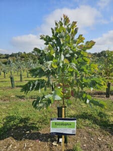 Eucalyptus at Chesham, Sept. 2024