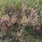 Leaves missing 0.5 willow 30-9-24