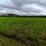 Miscanthus Athena 30-9-24