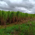 Miscanthus giganteus 30-9-24