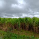 Miscanthus giganteus 30-9-24
