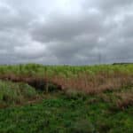 Misc variety trial 2023 at Headley Hall, Sept. 2024