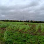 Misc variety trial 2024 at Headley Hall, Sept. 2024