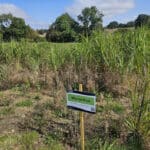 Miscanthus giganteus