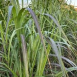 Miscanthus giganteus turning pink