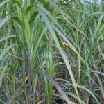 Miscanthus giganteus going pink