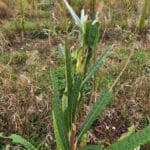Insect damage to gapped up willow