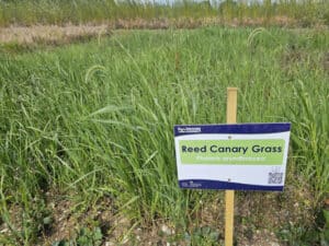 Reed Canary Grass at Chesham, Sept. 2024