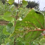 SRC Poplar - Insect damage