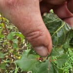 SRC Poplar - Rust damage