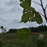 SRC Poplar - Leaf damage