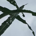 Insect damage