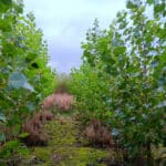 SRF Poplar at Headley Hall, Sept. 2024