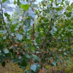 SRF Poplar at Headley Hall, Sept. 2024