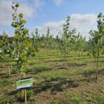 SRF Poplar at Chesham, Sept. 2024