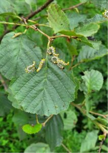 Sawfly