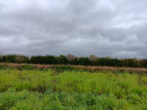 Switchgrass at Headley Hall 30-9-24