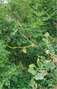 Tip Death on black locust at Hillsborough, Sept. 2024