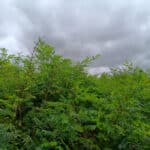Black Locust Turbo 30-9-24 at Headley Hall